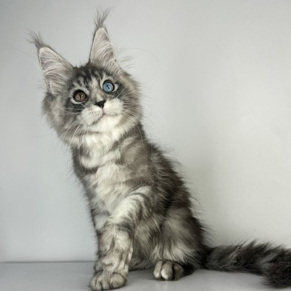 Maine Coon EZ Claire