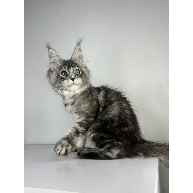 Maine Coon EZ Claire