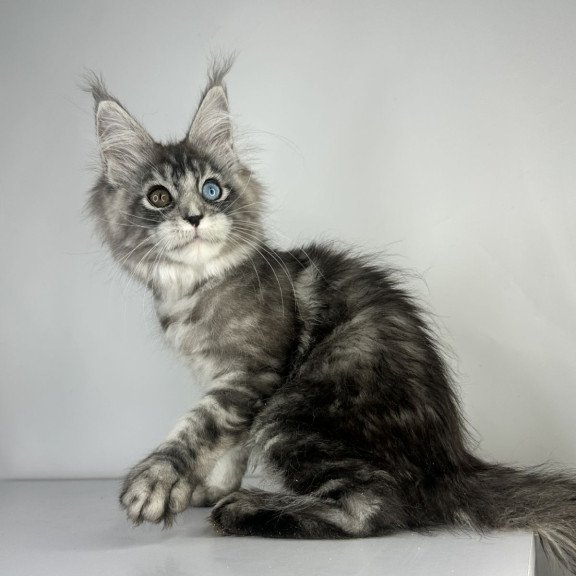 Maine Coon EZ Claire