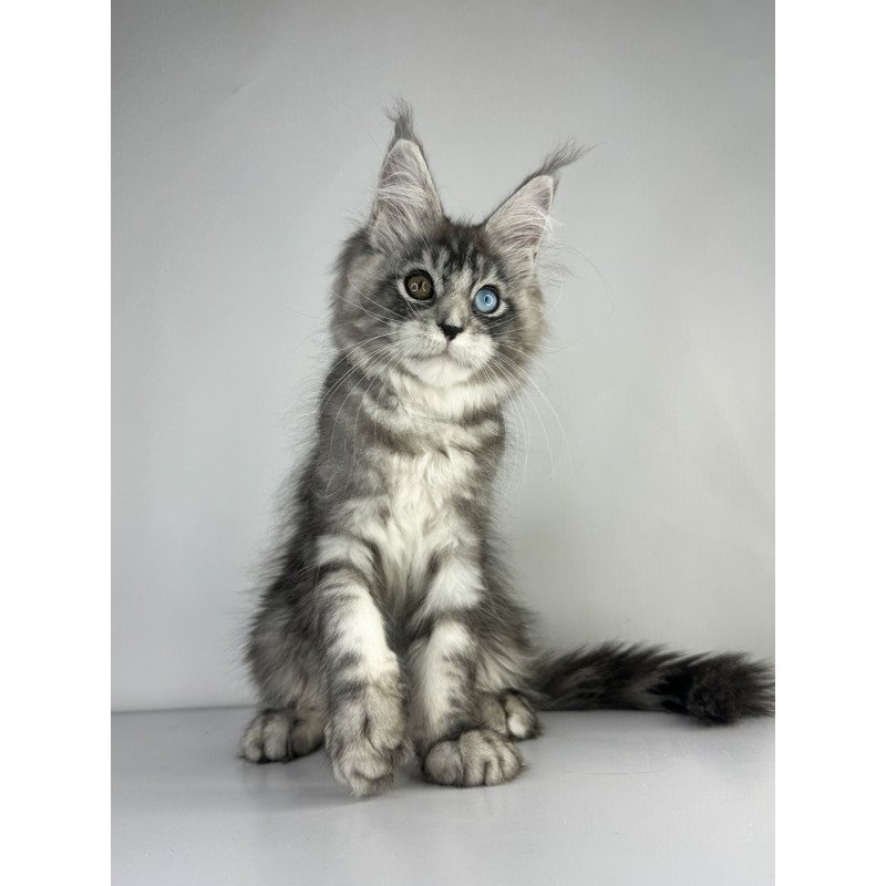Maine Coon EZ Claire