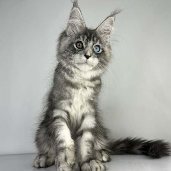 Maine Coon EZ Claire