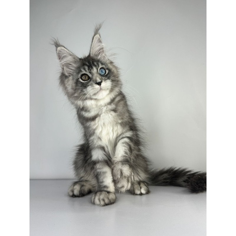 Maine Coon EZ Claire