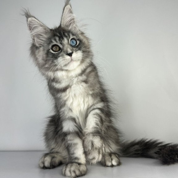 Maine Coon EZ Claire