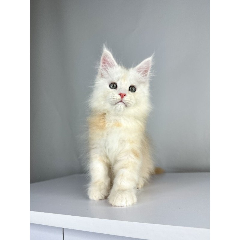 Maine Coon EZ Frank