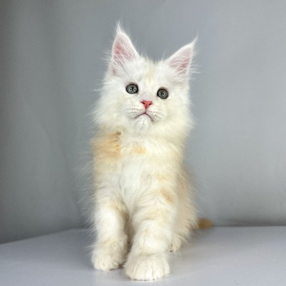 Maine Coon EZ Frank