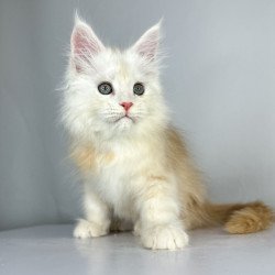 Maine Coon EZ Frank