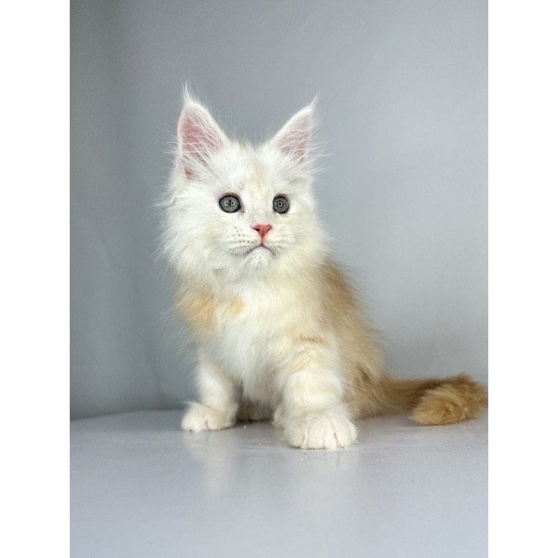 Maine Coon EZ Frank