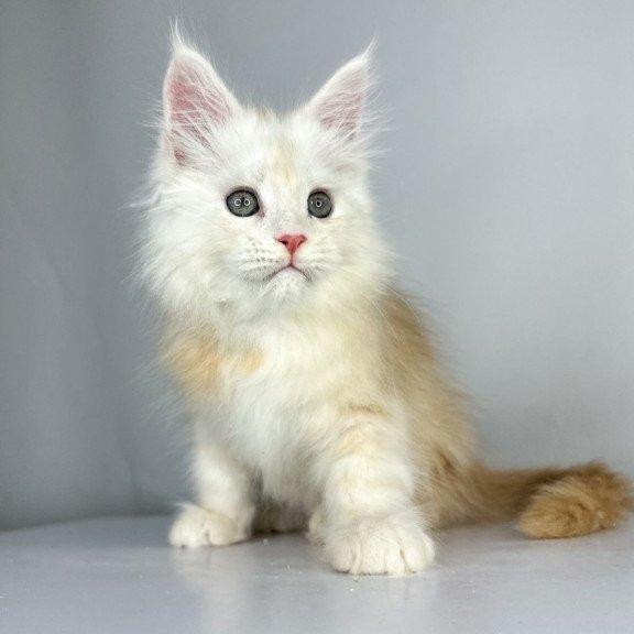 Maine Coon EZ Frank