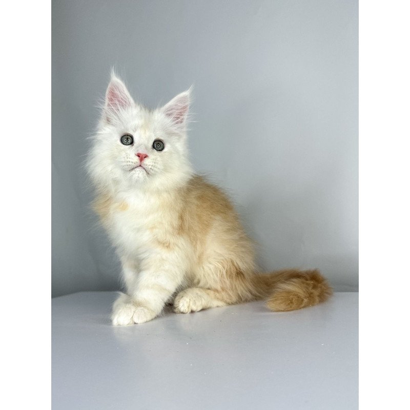 Maine Coon EZ Frank