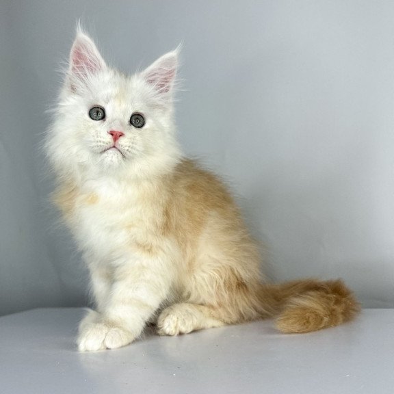 Maine Coon EZ Frank