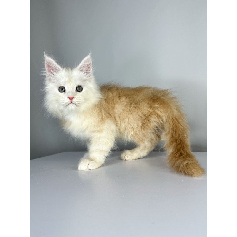Maine Coon EZ Frank