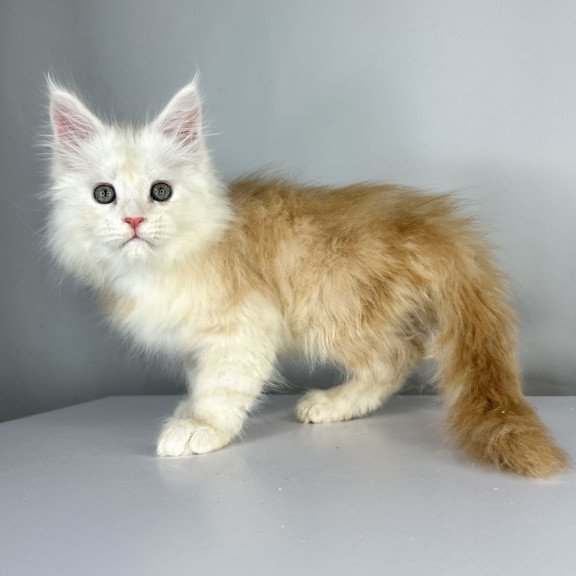 Maine Coon EZ Frank