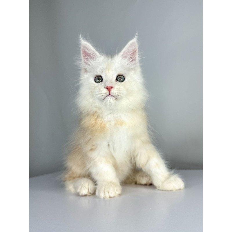 Maine Coon EZ Frank