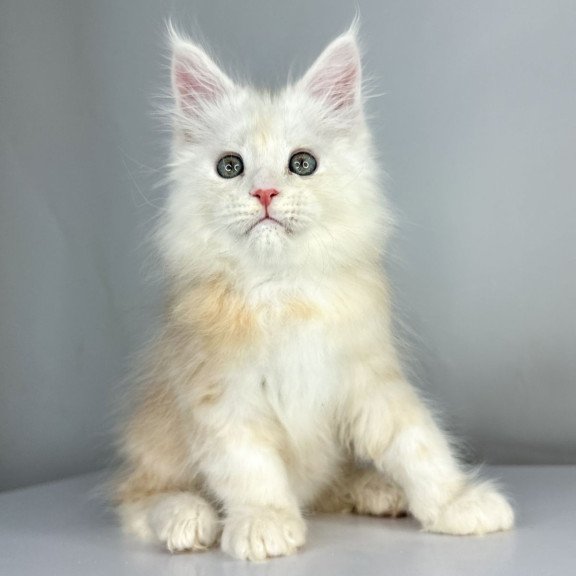 Maine Coon EZ Frank