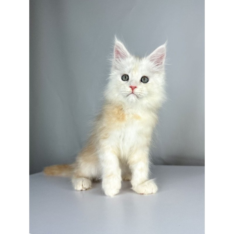 Maine Coon EZ Frank
