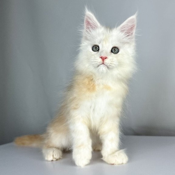 Maine Coon EZ Frank