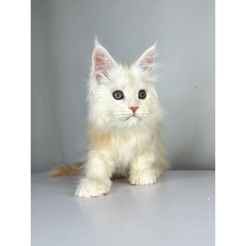 Maine Coon EZ Frank