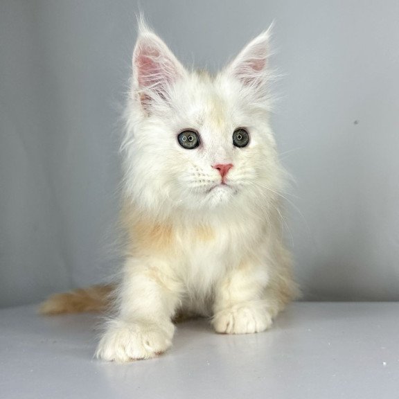 Maine Coon EZ Frank