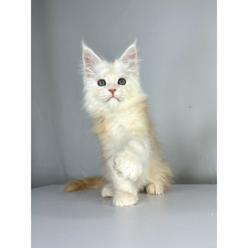 Maine Coon EZ Frank