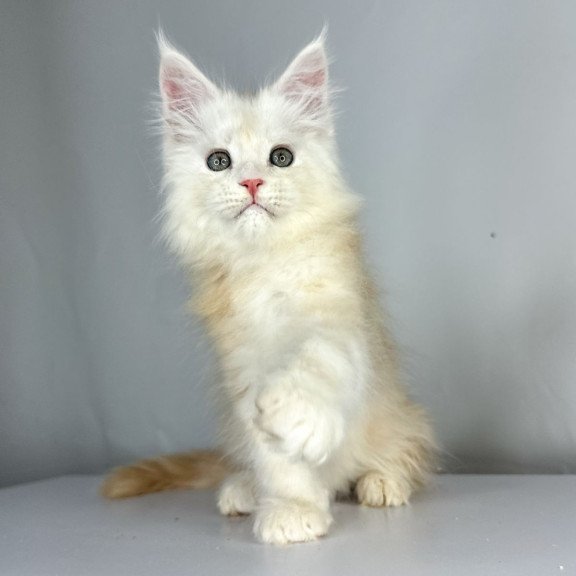 Maine Coon EZ Frank