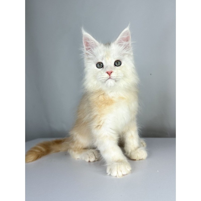 Maine Coon EZ Frank