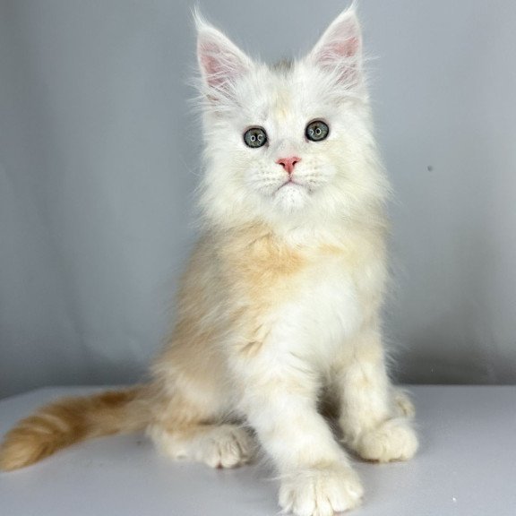 Maine Coon EZ Frank