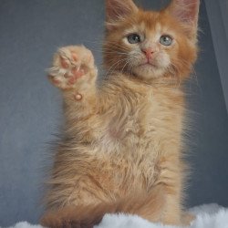 Maine Coon EZ Princ