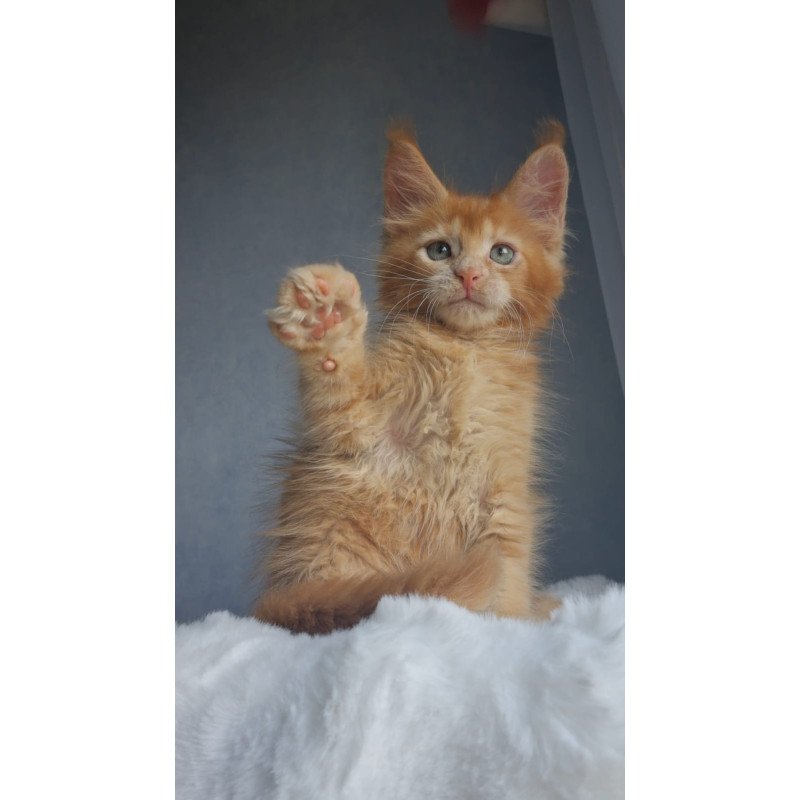 Maine Coon EZ Princ