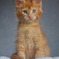 Maine Coon EZ Princ