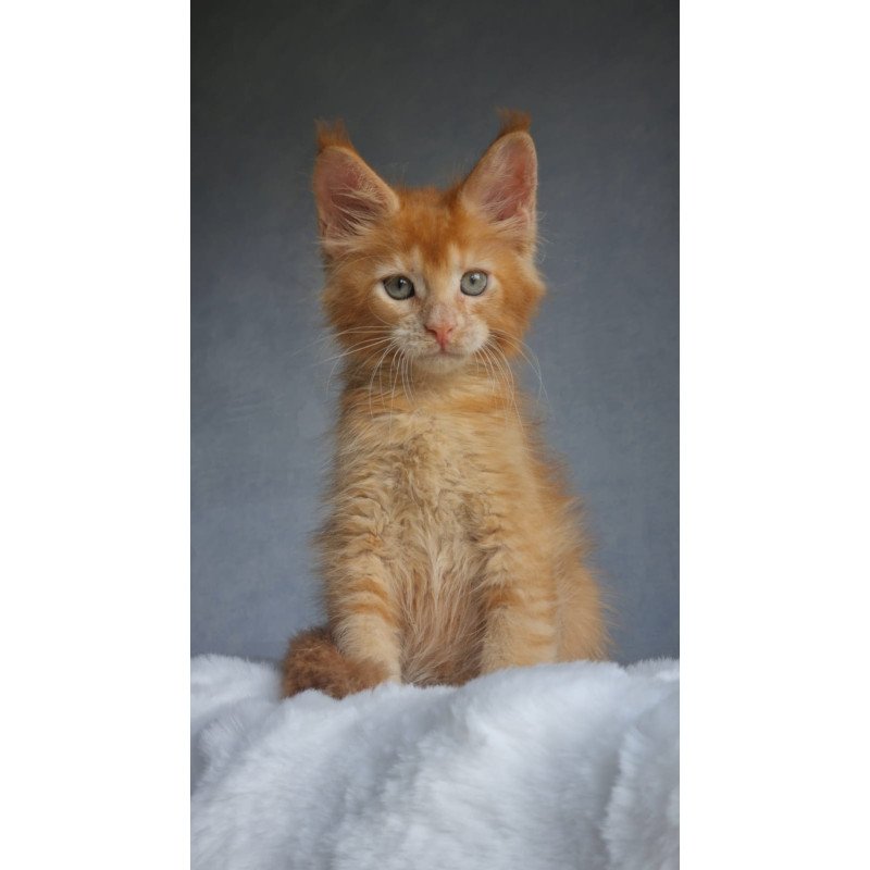 Maine Coon EZ Princ