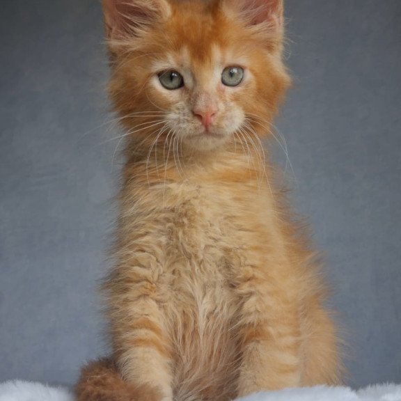 Maine Coon EZ Princ