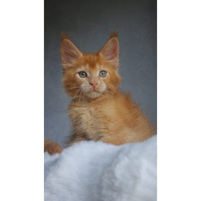 Maine Coon EZ Princ