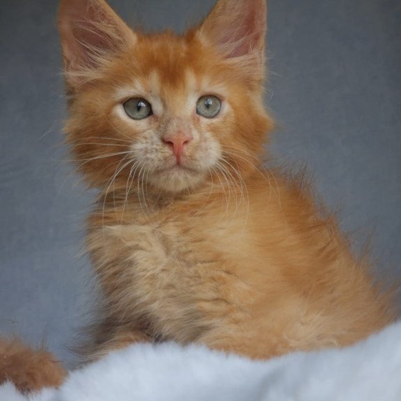 Maine Coon EZ Princ