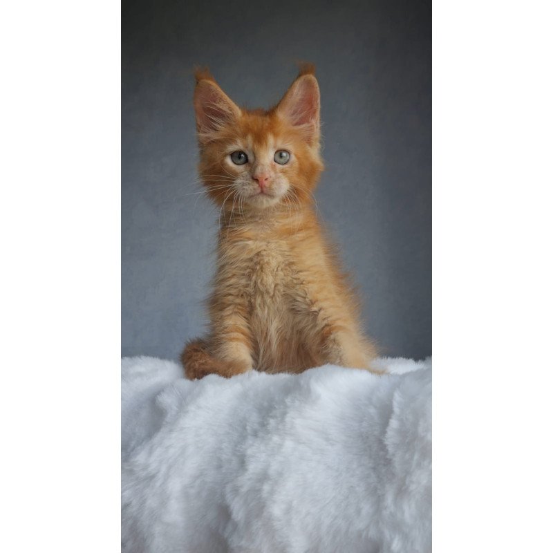 Maine Coon EZ Princ