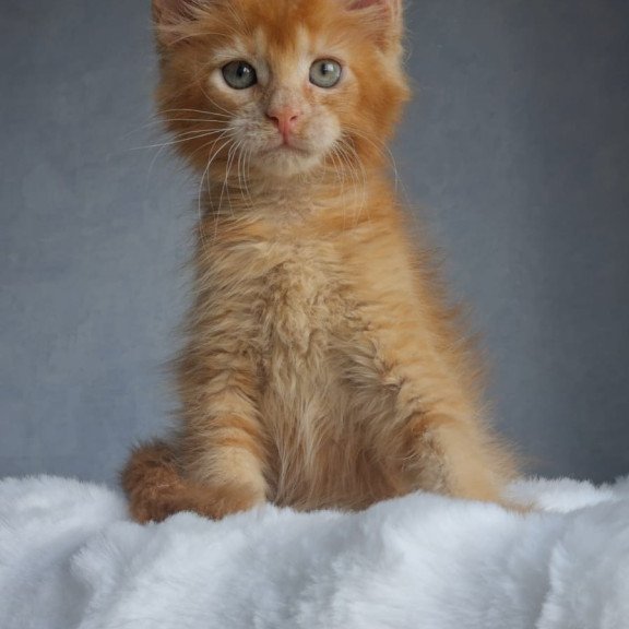 Maine Coon EZ Princ