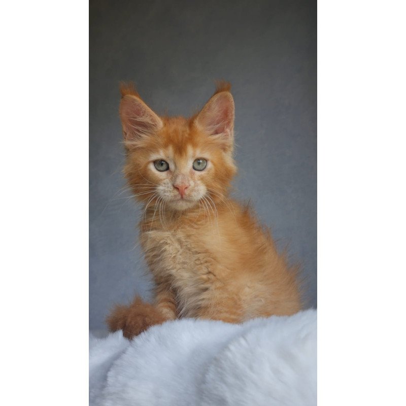 Maine Coon EZ Princ