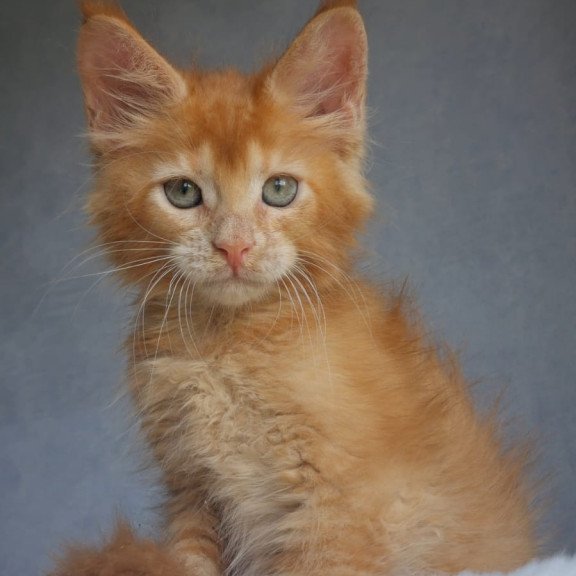 Maine Coon EZ Princ