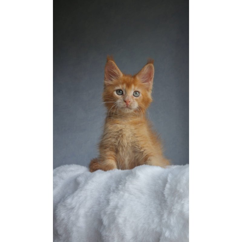 Maine Coon EZ Princ