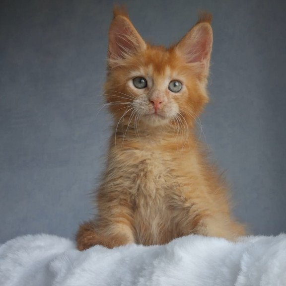 Maine Coon EZ Princ