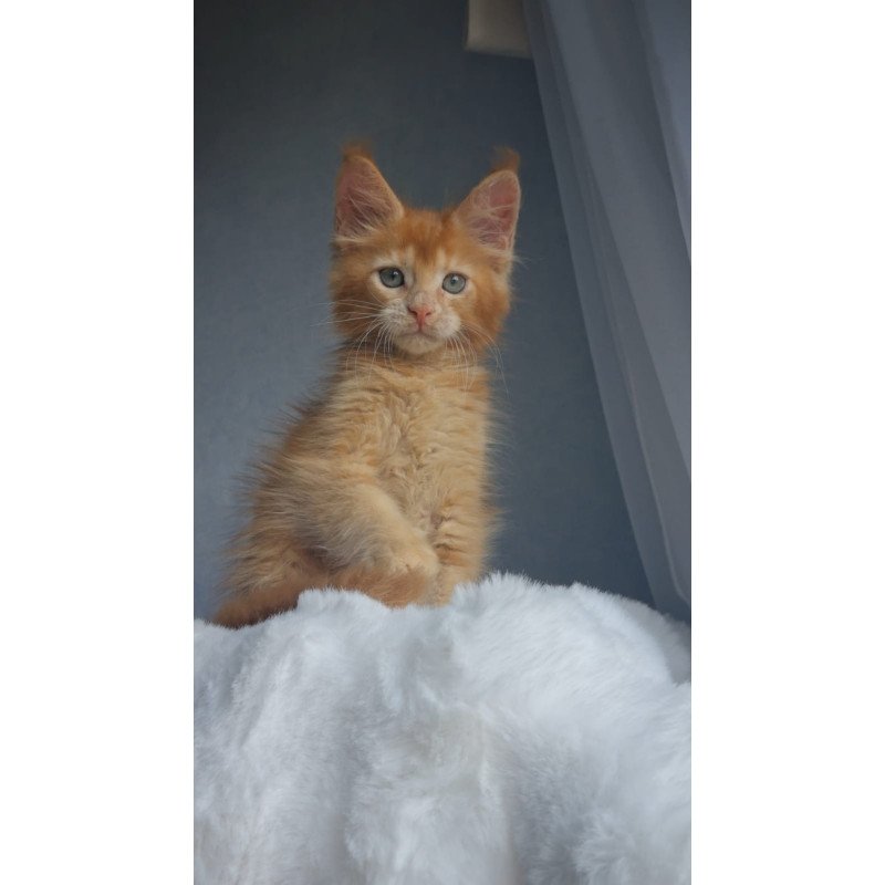 Maine Coon EZ Princ