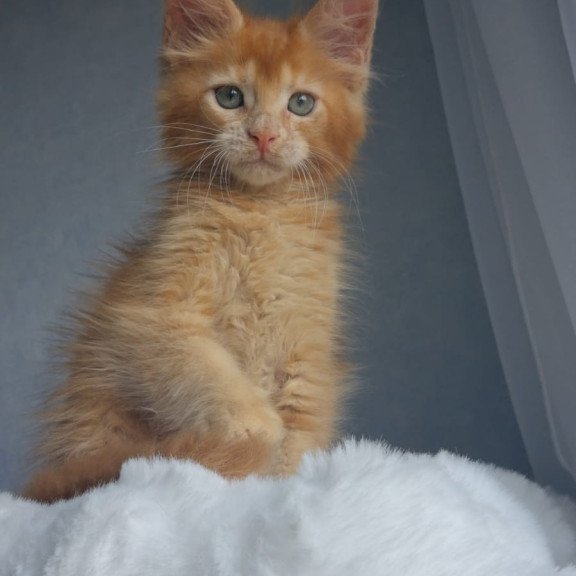 Maine Coon EZ Princ