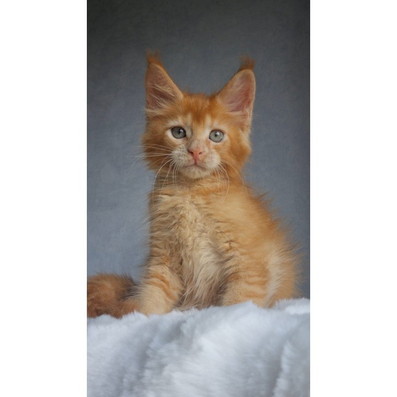 Maine Coon EZ Princ