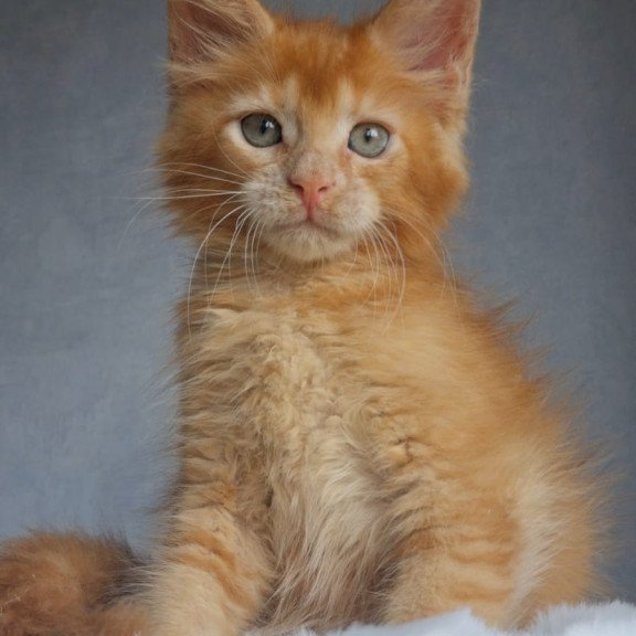 Maine Coon EZ Princ
