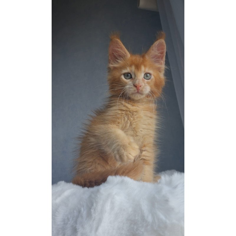 Maine Coon EZ Princ