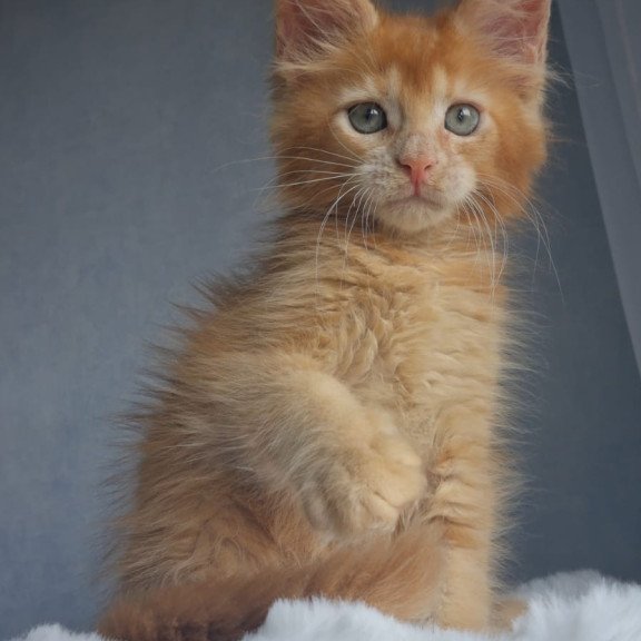 Maine Coon EZ Princ