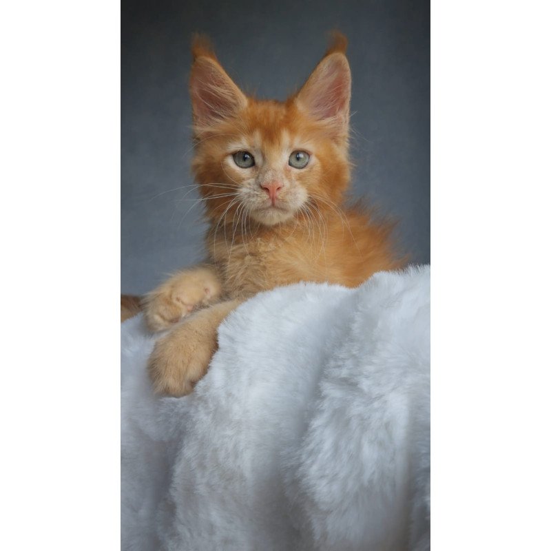 Maine Coon EZ Princ