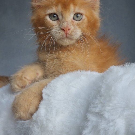 Maine Coon EZ Princ