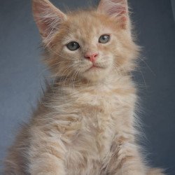 Maine Coon EZ Paul1
