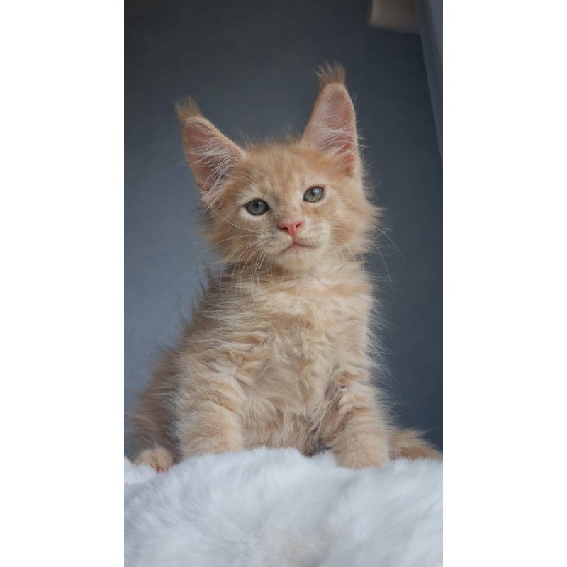 Maine Coon EZ Paul1