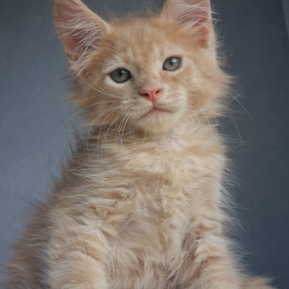 Maine Coon EZ Paul1